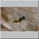 Ectemnius cavifrons oder ruficornis - Grabwespe m01 9mm.jpg